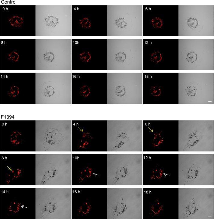 FIGURE 2: