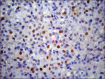 Figure 2b