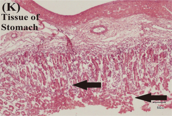 Fig. 10