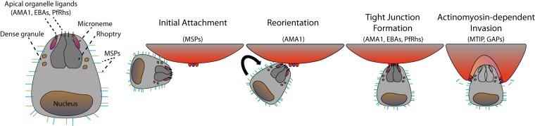 FIG 1