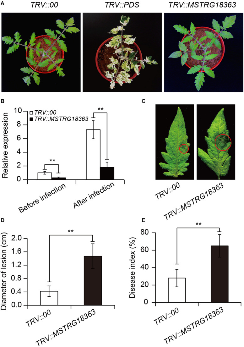 FIGURE 4