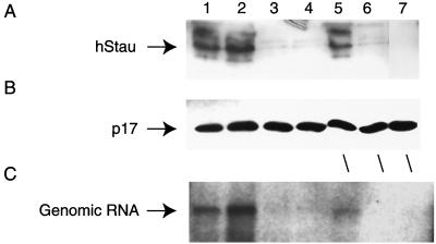 FIG. 6