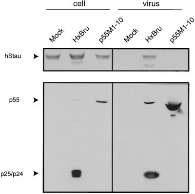 FIG. 5