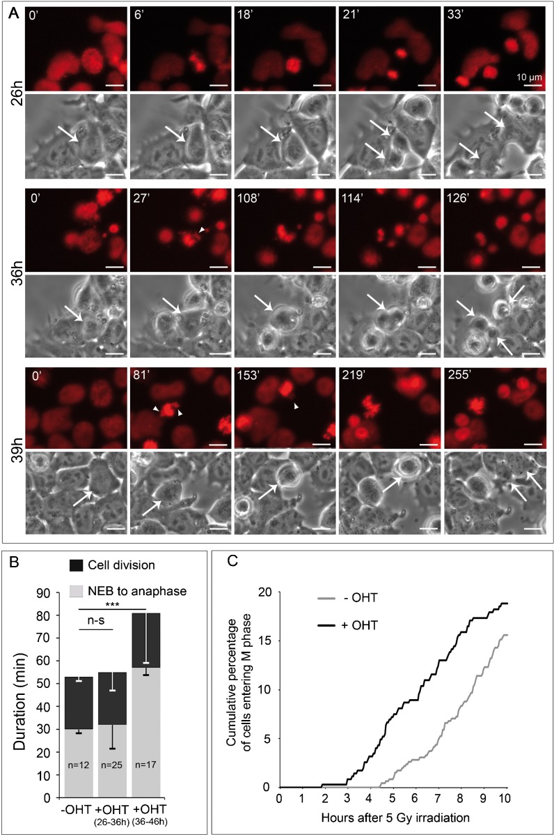 Fig. 7.