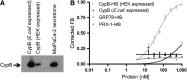 <b>FIG. 1.</b>