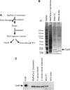 <b>FIG. 3.</b>
