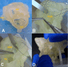 Fig. 4