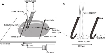 Fig. 2