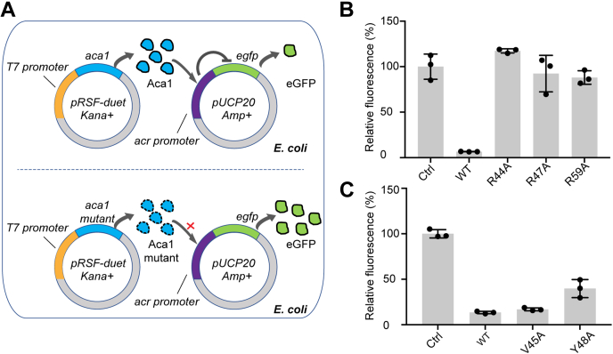 Figure 4