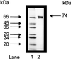 FIG. 8.