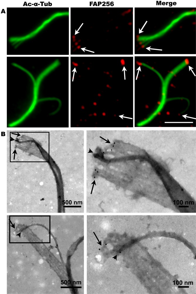 Fig. 3.