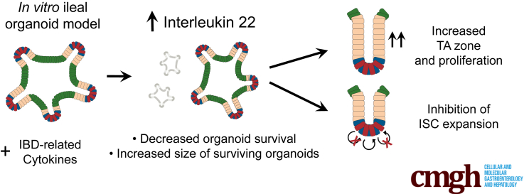 IL22 Inhibits Epithelial Stem Cell Expansion in an Ileal Organoid Model ...