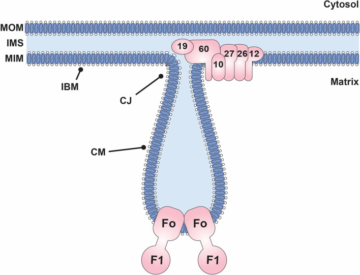 Fig. 2