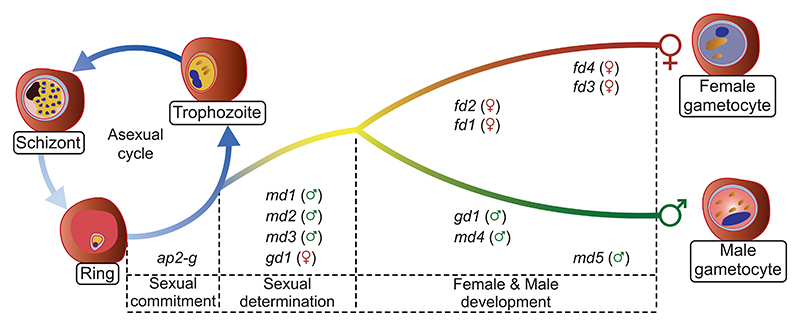 Figure 7