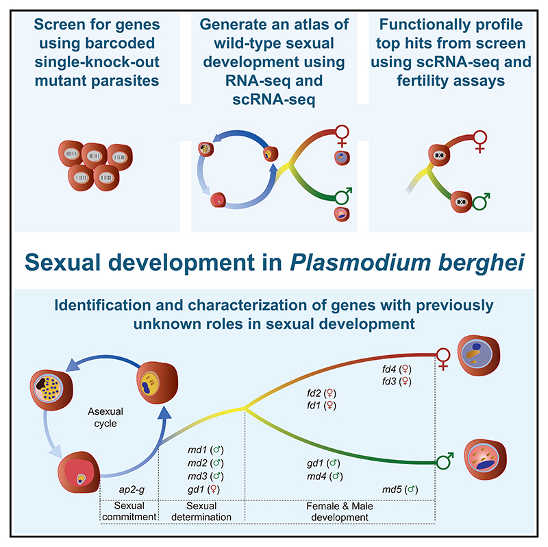 Graphical abstract