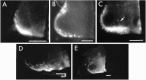 Fig. 9.