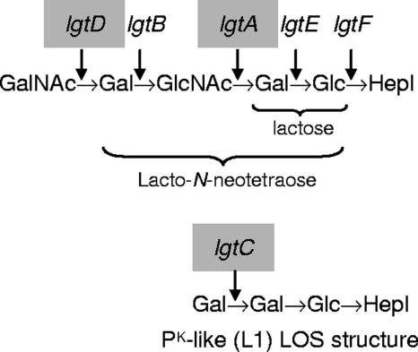 FIG. 1.