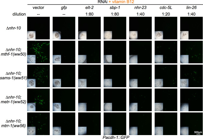 Figure 4—figure supplement 1.