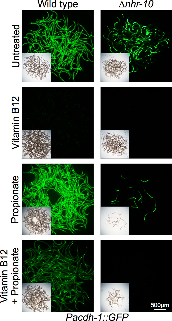 Figure 1—figure supplement 1.