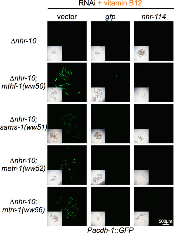 Figure 4—figure supplement 2.