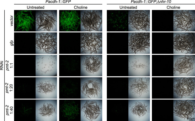 Figure 5—figure supplement 5.