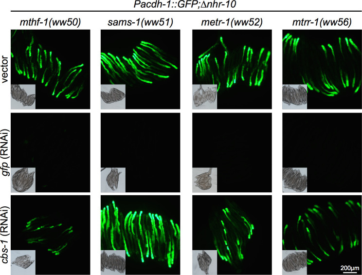 Figure 5—figure supplement 1.