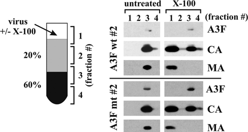 FIG. 7.