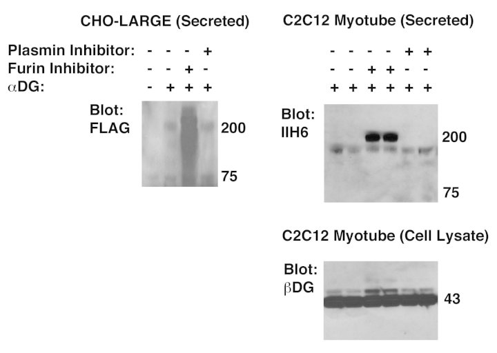 Inhibition of furin cleavage allows secretion of full-length recombinant alpha dystroglycan (αDG) from CHO-LARGE and C2C12 cells. 