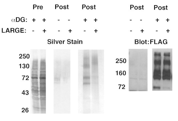 Characterization of delR312 αDG purified from transfected CHO or CHO-LARGE cells. 