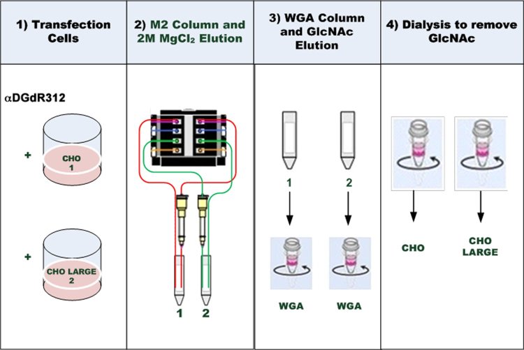 Method for purification of delR312 αDG secreted from transfected CHO cells.