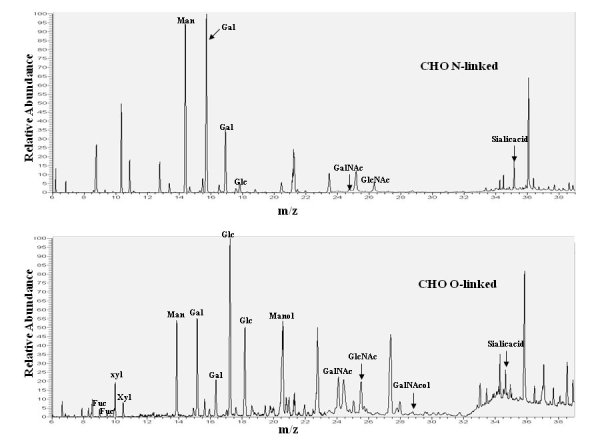 Chromatograms of monosaccharides from N- and O-linked glycans on delR312 αDG after purification from CHO cells.