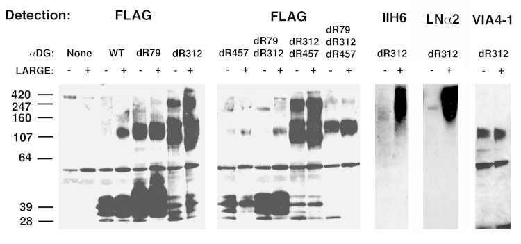 Deletion of asparagine 312 allows for secretion of full-length recombinant α dystroglycan (αDG) from CHO and CHO-LARGE cells.