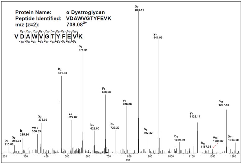 Mass spectra of a peptide from delR312 αG after purification from CHO-LARGE cells by continuous flow method.