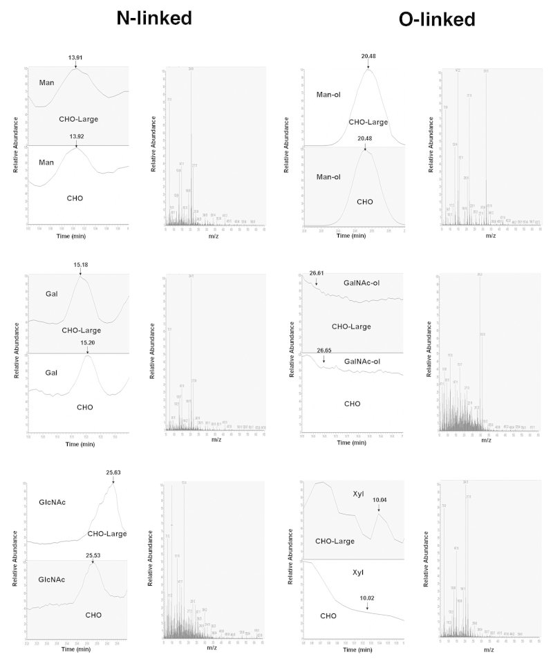 Examples of chromatographic profiles and mass spectra for N- and O-linked monosaccharides from delR312 αDG purified from CHO and CHO-LARGE cells.