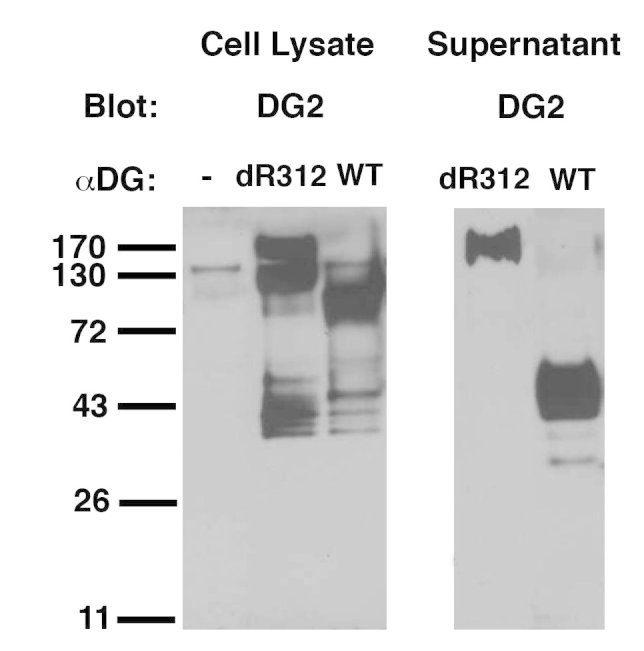 Detection of uncleaved alpha dystroglycan using an antibody specific for the R312 furin cleavage site. 