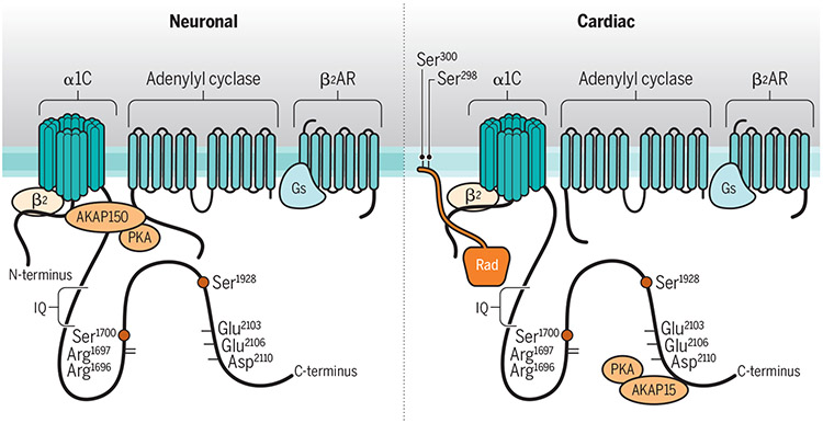 Figure 1: