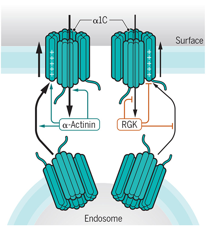 Figure 2: