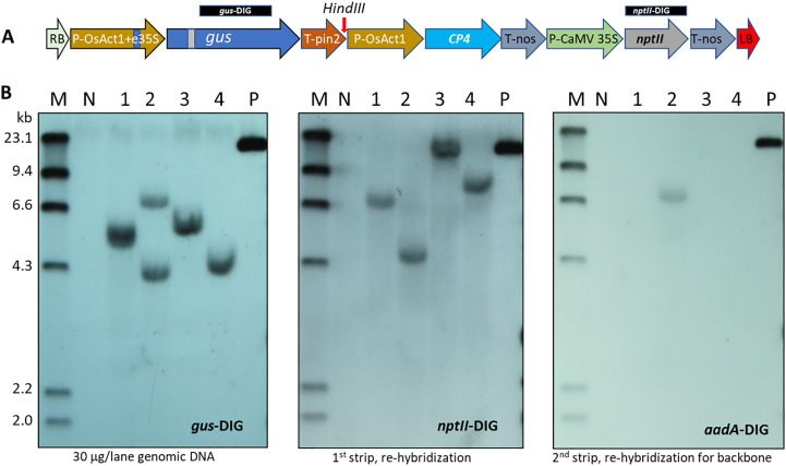 Figure 4