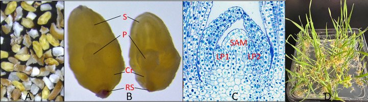 Figure 1