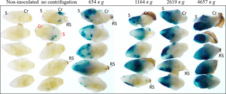 Figure 2