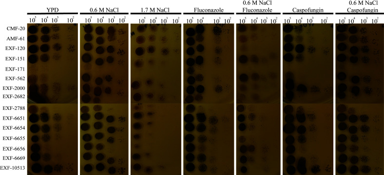 Figure 4