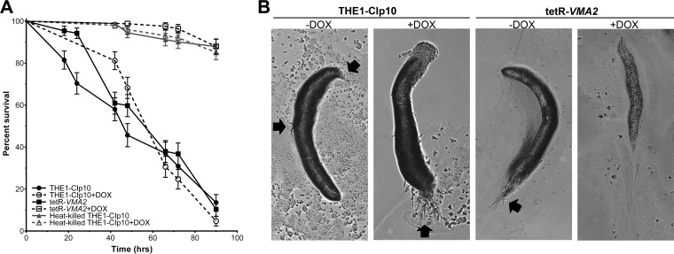 FIG 9