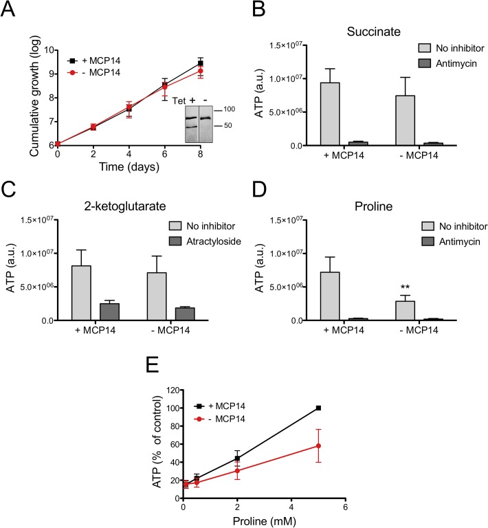 Fig 10