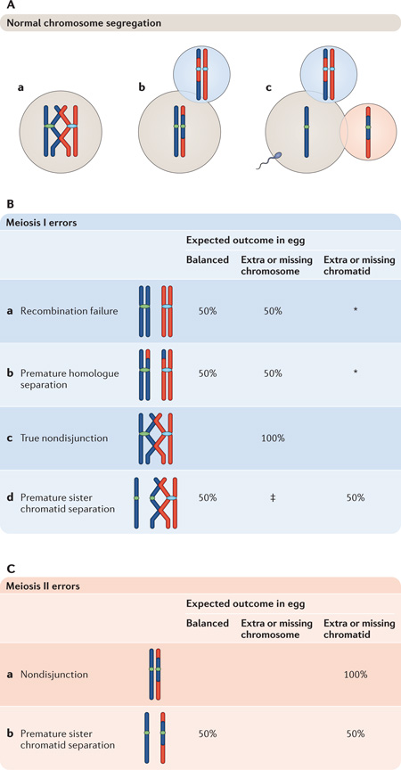 Box 3 | Normal and abnormal meiotic chromosome segregation