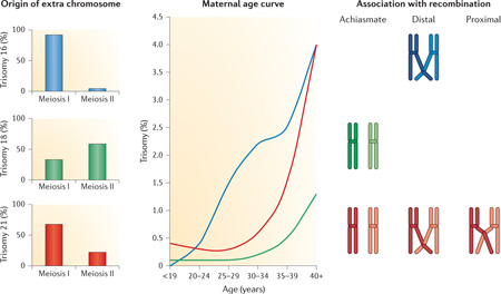 Box 4 | The complexity of human nondisjunction: chromosome-specific variation in the genesis of trisomies