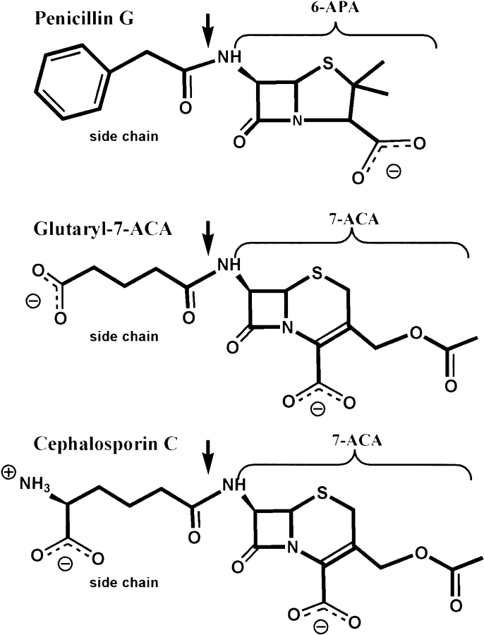 Scheme 1.