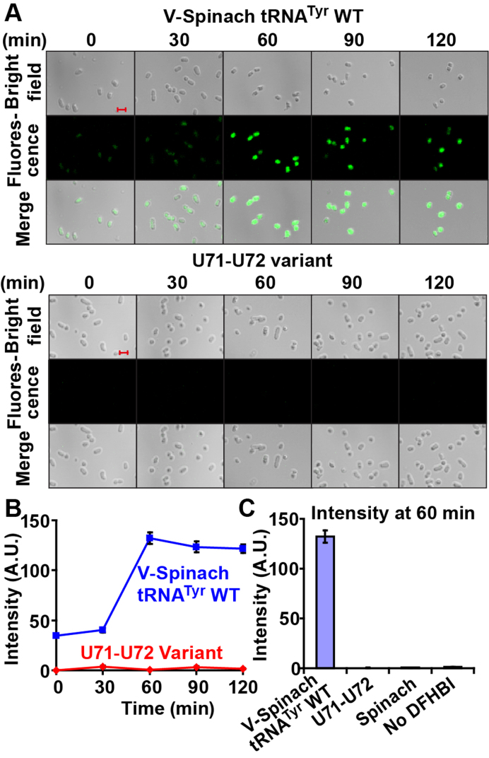 Figure 2.