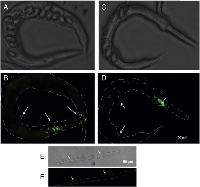 Fig. 4