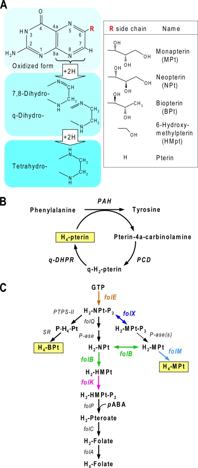 FIG. 1.