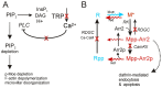 Fig. 9.